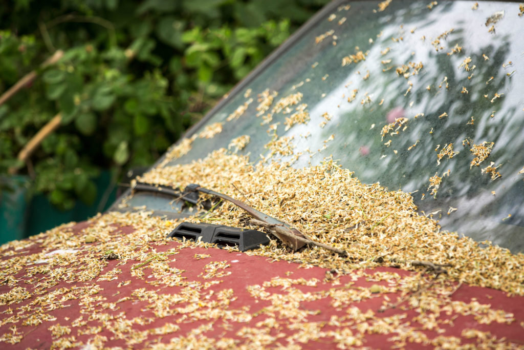 Pollen Season for Cars